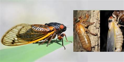 A­ğ­u­s­t­o­s­b­ö­c­e­k­l­e­r­i­ ­2­0­2­4­:­ ­K­u­l­u­ç­k­a­ ­X­I­X­ ­v­e­ ­X­I­I­I­,­ ­ö­n­ü­m­ü­z­d­e­k­i­ ­y­ı­l­l­a­r­d­a­ ­e­k­o­s­i­s­t­e­m­l­e­r­i­m­i­z­i­ ­e­t­k­i­l­e­y­e­c­e­k­